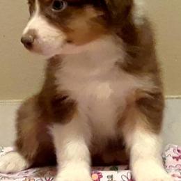 Australian Shepherds from Guiding Light Aussies
