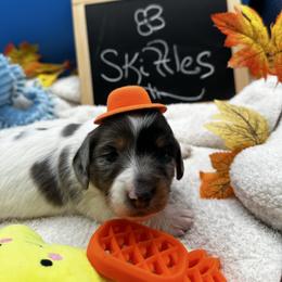 Boy 2 Skittles - Dapple male Dachshund puppy in Oscoda, Michigan from Northland Dachshunds