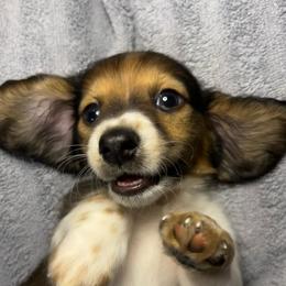 Ollie - Piebald male Dachshund puppy in Marseilles, Illinois from Zacha’s Doxie House