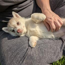 Flame - Red and white female Siberian Husky puppy in Wisconsin from Liberty Siberians