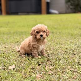 Red - Red and white male Cockapoo puppy in Covington, Louisiana from MyKy Puppies