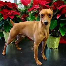Miniature Pinschers from Eriphos Farm Kennel