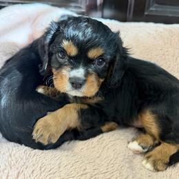 Cavalier King Charles Spaniel Puppies from Infinity Paws Cavaliers