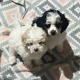 Poodle Puppies from Eagleridge Mini Poodles