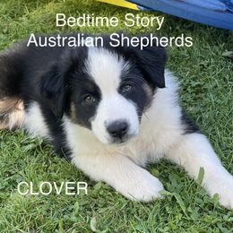 Australian Shepherd Puppies from Bedtime Story Australian Shepherds