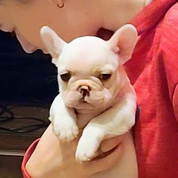 French Bulldog Puppies from Cry Havoc Frenchies