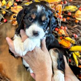 Maple - Black phantom female Aussiedoodle puppy in Orange Cove, California from Sand Creek Ranch Aussiedoodles