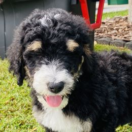 Bernedoodle Puppies from Doodles of Tampa Bay