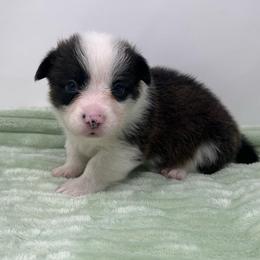 Cosmo (brindle) - Brindle and white male American Corgi puppy in Waco, Texas from The Comma Corgis