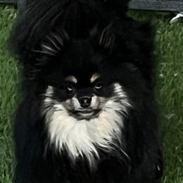 Lilo - Pomeranian