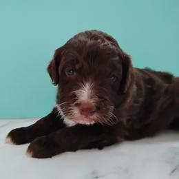 Aussiedoodle, Goldendoodle, and Labradoodle Puppies from Loving Doodle
