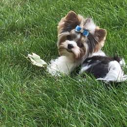 Biewer Terrier Puppies from Imperial BabyDoll Biewers