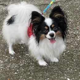 Papillon puppies from Sunshine Papillons