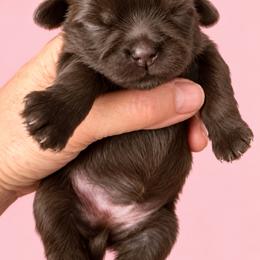 Berkley - Chocolate female Shih Tzu puppy in Tallahassee, Florida from Bows and Bow Ties