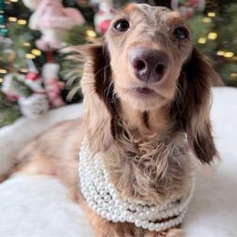 Nula - Dachshund