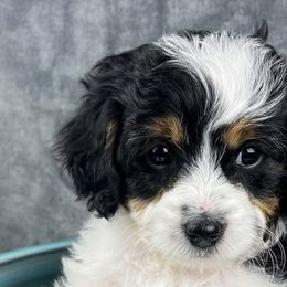 Sadie - Cavapoo puppy from Cedar Sprout Puppies