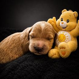 Funshine Bear - Apricot female Goldendoodle puppy in Rocky Point, North Carolina from CelticDoods