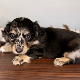 Black and cream dapple boy - Dapple male Dachshund puppy in Beaver, Pennsylvania from Meaden’s Mini Dachshunds