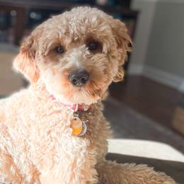 Mando - Goldendoodle