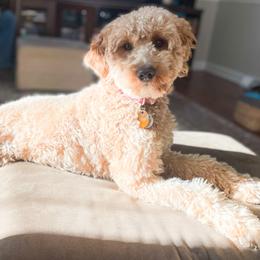 Mando - Goldendoodle
