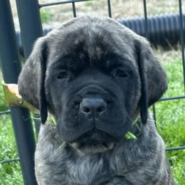 Mastiffs from Trindade Mastiffs