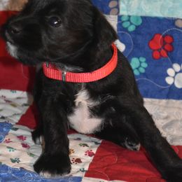 Miniature Schnauzer Puppies from Tandy Phillips's Miniature Schnauzers