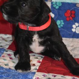 Miniature Schnauzer Puppies from Tandy Phillips's Miniature Schnauzers