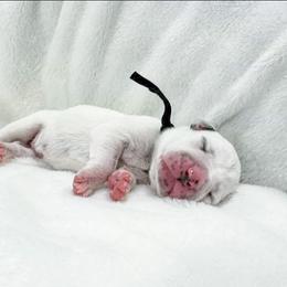 Gameboy - White and black male Dalmatian puppy in Gray, Georgia from Fuller Spots
