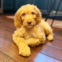 Labradoodle Puppies from Dotsie's Doodles