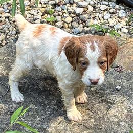 Holly girl 4 - White and orange female Brittany puppy in Floyd Knobs, Indiana from Cross Creek Brittanys