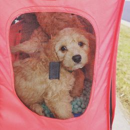 Cavapoo Puppies from Prince Pups