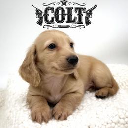 Colt - Cream male Dachshund puppy in Wylie, Texas from Lawson's Kennel
