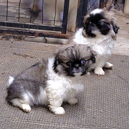 AKC Xack - Fawn sable Pekingese puppy in Andrews, South Carolina from Purple Diamonds Kennel