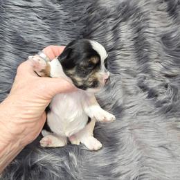 Girl 1 - Parti female Yorkshire Terrier puppy in Belpre, Ohio from Blackwoods Yorkies