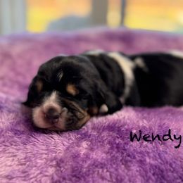Wendy - Black brown and white female Basset Hound puppy in Richmond, Kentucky from Walters Hollow Hounds