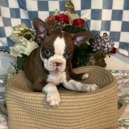 Stone - Red male Boston Terrier puppy in Mountain Home, Arkansas from B and T Lewis Farms