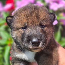 Girl 1 - Sesame female Shikoku Ken puppy in Harrisburg, Pennsylvania from Yume Shikoku Ken