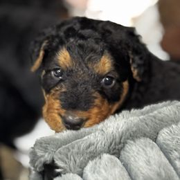 Airedale Terrier Puppies from Farm 55