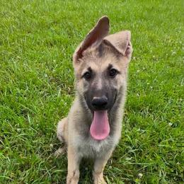 Sally - Sable female German Shepherd puppy in New Martinsville, West Virginia from Hunter K-9