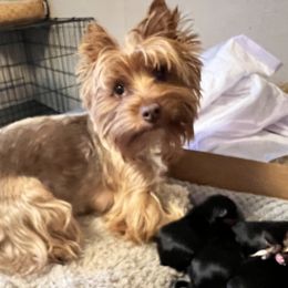 Zoey - Yorkshire Terrier