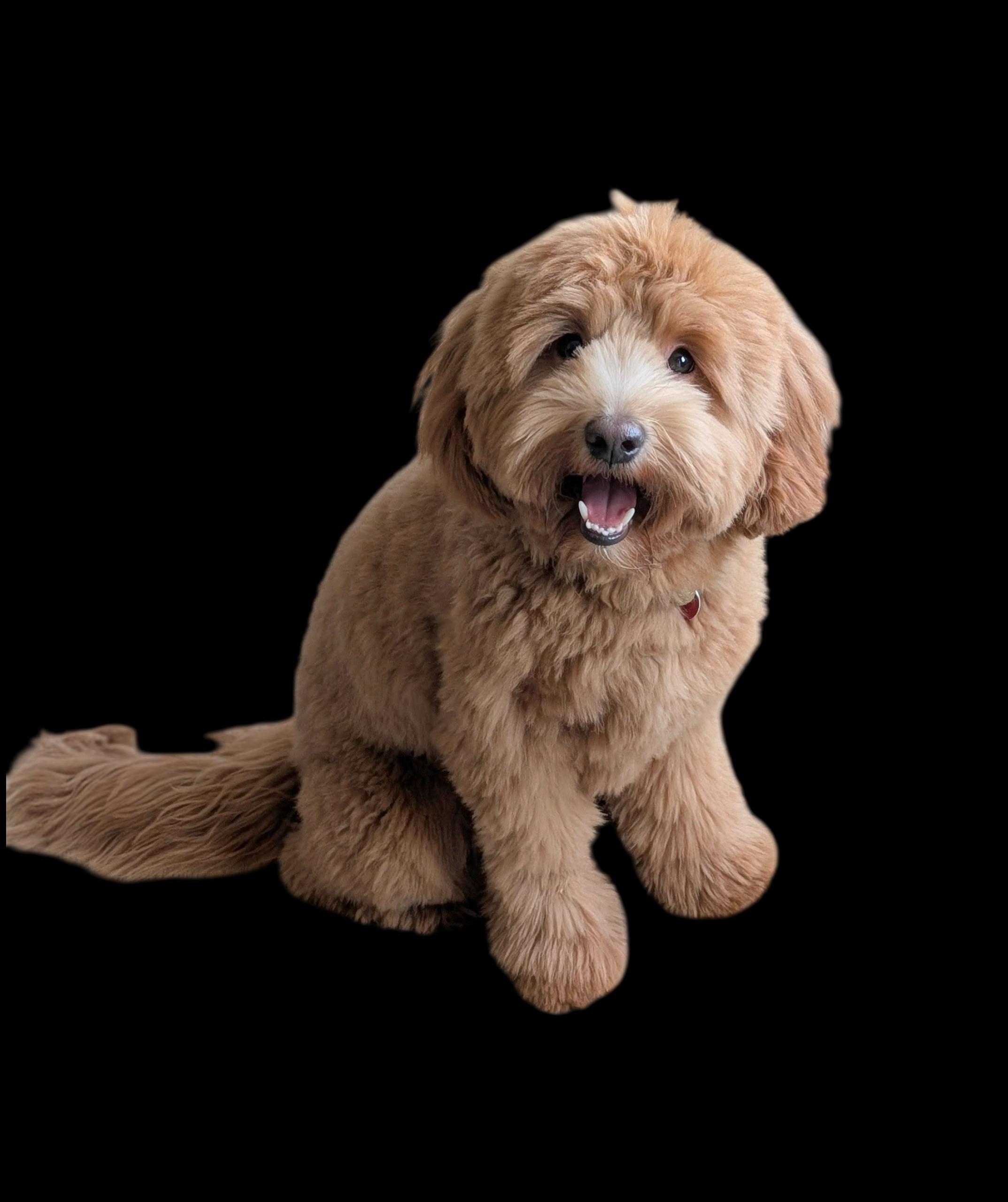 Odie