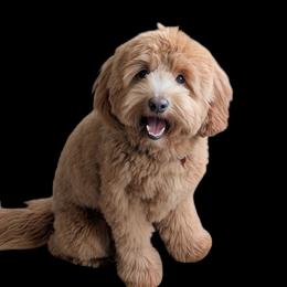 Odie - Goldendoodle