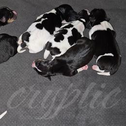 Rat Terrier Puppies from Cryptic Rat Terriers