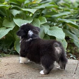 Pembroke Welsh Corgi Puppies from A&A’s Adorable Corgis