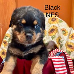 Black - Black and mahogany male Rottweiler puppy in Williamsfield, Illinois from Jestors Rottweilers