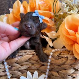 Boy 1 - Chocolate and tan male Yorkshire Terrier puppy in Howe, Oklahoma from Ray Holder