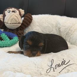 Louie - Tri-color male Cavalier King Charles Spaniel puppy in Cerro Gordo, North Carolina from Cloverleaf K9 Connections