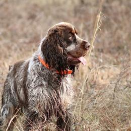 Legend - Tri-Roan male English Springer Spaniel puppy in Swainsboro, Georgia from Sweet Georgia Springers