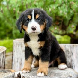 Superman (Brown Collar) - Black rust and white male Bernese Mountain Dog puppy in Stanwood, Washington from Butter Cup Pups and Paws
