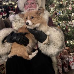 Pembroke Welsh Corgi Puppies from Trowbridge Corgis
